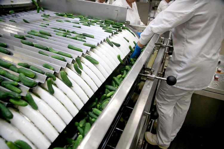 站在传输带边进行挑选黄瓜的工人工厂,黄瓜真空生产线,输送机